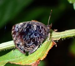 Arhopala abseus