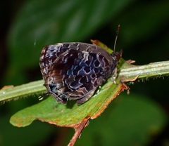 Arhopala abseus