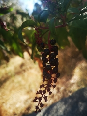 Phytolacca americana