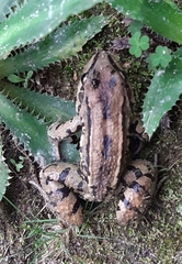 Leptodactylus mystacinus