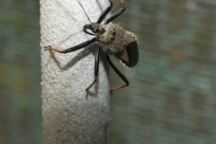 Rhynocoris erythrocnemis