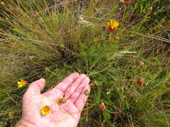 Ursinia discolor