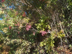 Phytolacca americana