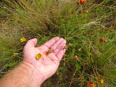 Ursinia discolor