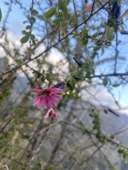 Barnadesia polyacantha