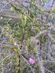 Barnadesia polyacantha