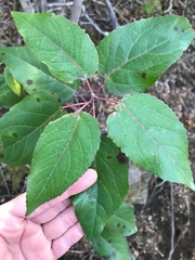 Aristotelia chilensis