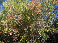 Phytolacca americana