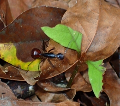 Dinomyrmex gigas
