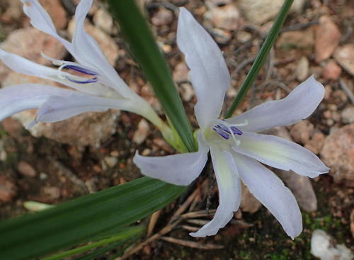 Babiana karooica