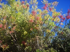 Phytolacca americana