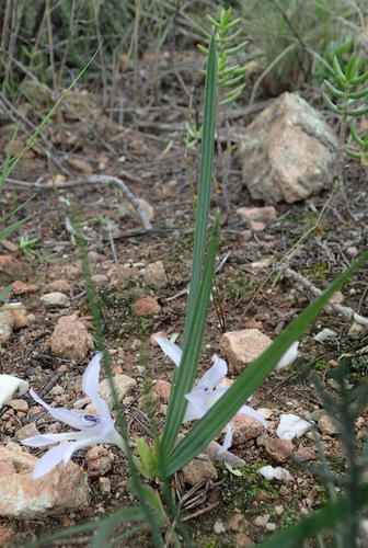 Babiana karooica