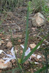 Babiana karooica