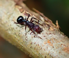 Polyrhachis rufipes