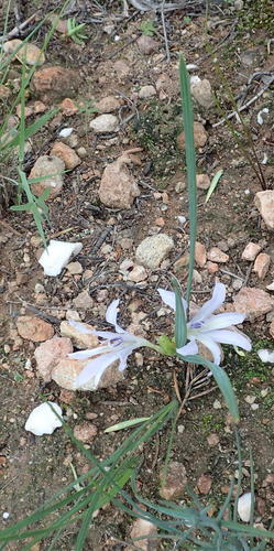 Babiana karooica