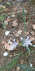 Babiana karooica