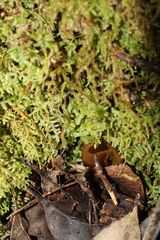 Ceramanus clatritexta