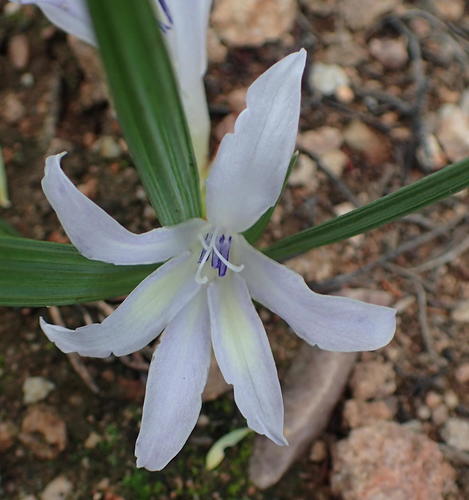 Babiana karooica