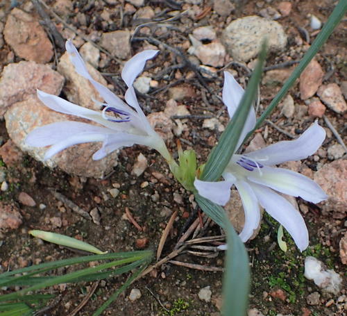 Babiana karooica