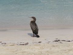 Phalacrocorax nigrogularis