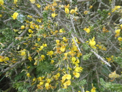 Aspalathus divaricata divaricata