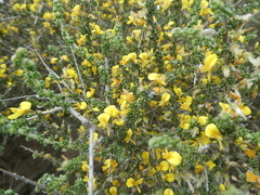 Aspalathus divaricata divaricata