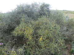 Aspalathus divaricata divaricata