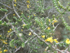 Aspalathus divaricata divaricata