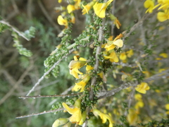 Aspalathus divaricata divaricata