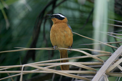 Cossypha heuglini heuglini