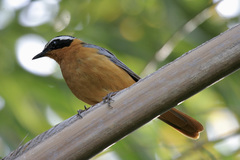 Cossypha heuglini heuglini