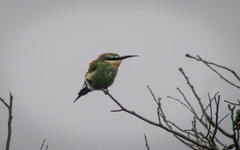 Merops persicus persicus