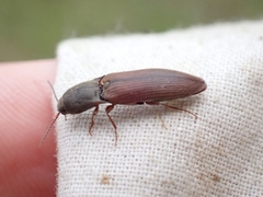 Agriotes ferrugineipennis