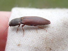 Agriotes ferrugineipennis