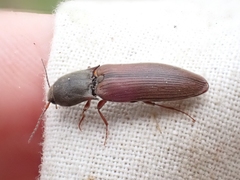 Agriotes ferrugineipennis