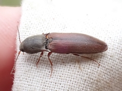 Agriotes ferrugineipennis