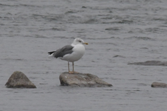 Larus fuscus barabensis