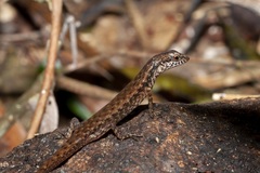 Saproscincus basiliscus