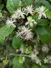 Clematis vitalba