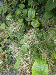 Clematis vitalba