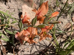 Gladiolus meliusculus