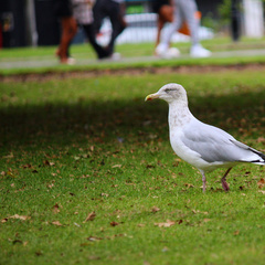 Larus argentatus