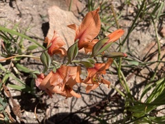 Gladiolus meliusculus