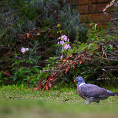 Columba palumbus