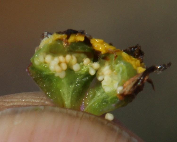 Rhinephyllum inaequale