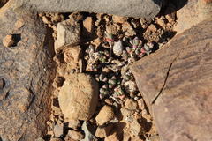 Rhinephyllum inaequale