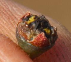 Rhinephyllum inaequale