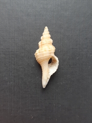 Fasciolariidae