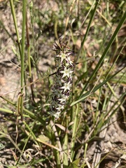 Wurmbea spicata
