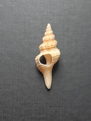 Fasciolariidae